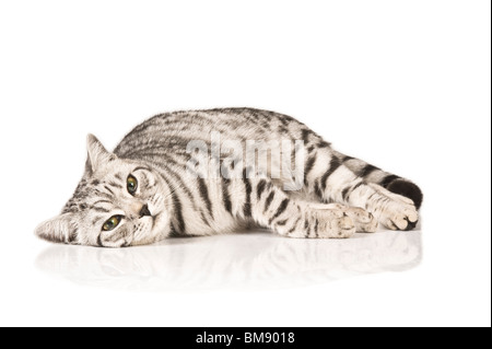 Porträt eines männlichen Britisch Kurzhaar Silber Tabby Katze liegend auf einem reinen weißen (255) Hintergrund. Stockfoto
