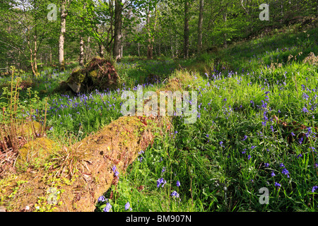 Glockenblumen in Hardcastle Klippen, Hebden Dale in der Nähe von Hebden Bridge, West Yorkshire, England, UK. Stockfoto