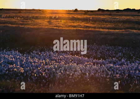 Sonnenuntergang über der Wiese leuchtenden Rasen und Blumen Stockfoto