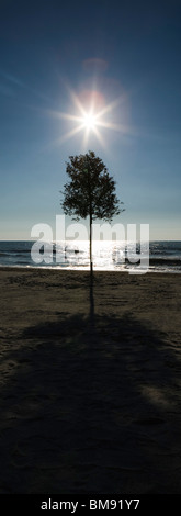 Sonnenaufgang über Baum am Strand Stockfoto