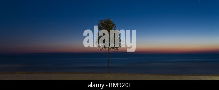 Baum am Strand in der Abenddämmerung Stockfoto