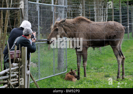 Besucher fotografieren Kuh Elch und Kalb Alces Alces Alces Moosepark Groenaasen in der Nähe von Kosta, Jonkopings Lan, Schweden Stockfoto