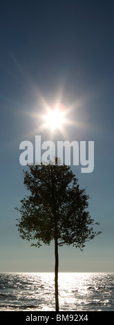 Sonnenaufgang über Baum, Meer im Hintergrund Stockfoto