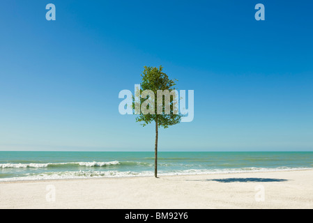 Einsamer Baum wächst am Strand Stockfoto