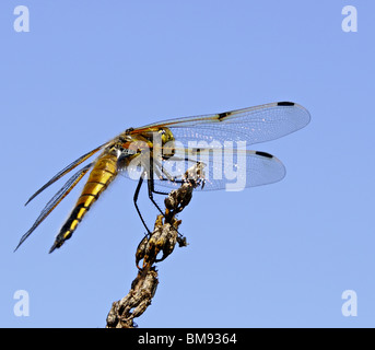 Dragonfly thront auf einem Stick Stockfoto