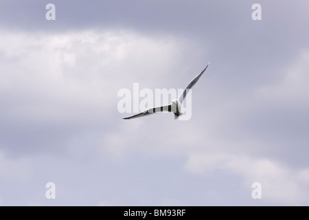 Ring in Rechnung gestellt Möwe im Flug bei bewölktem Himmel. Stockfoto