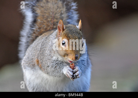 Graue Eichhörnchen Essen Erdnuss, Staffordshire, UK Stockfoto