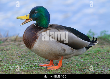 Männliche Stockente (Anas Platyrhynchos) fordern neben eines englischen Teiches Stockfoto