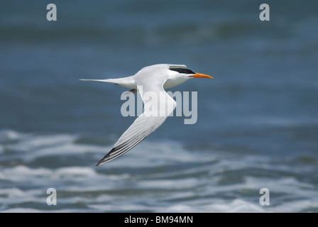 Eine königliche Seeschwalbe (Sterna Maxima) vorbeifliegen Tanji Beach, The Gambia Afrika Stockfoto