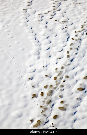 Luftaufnahme der europäischen Berghasen ( Lepus timidus ) Spuren auf Schnee , Finnland Stockfoto