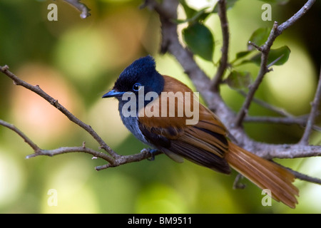 Afrikanische Paradise Flycatcher (Juvenile) - Aberdare Nationalpark, Kenia Stockfoto