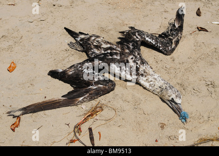 Tot Northern Gannet (Phoca vitulina) durch Kunststoff getötet Stockfoto