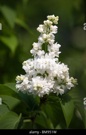 weiße Syringa Vulgaris oder Flieder Stockfoto