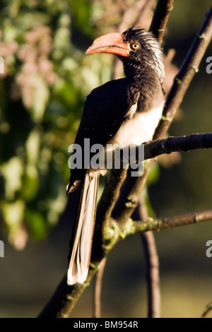 Gekröntes Hornbill - Aberdare Nationalpark, Kenia Stockfoto