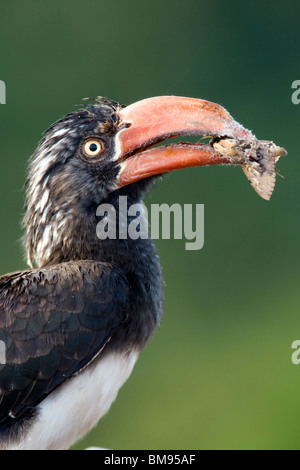 Gekröntes Hornbill - Aberdare Nationalpark, Kenia Stockfoto