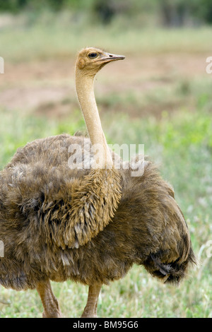 Strauß - Tsavo West Nationalpark, Kenia Stockfoto