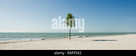 Einsamer Baum wächst am Strand Stockfoto