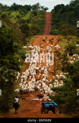 Herde von Rindern, BR-163 Straße (Cuiabá - Santarem Straße) im Süden Para State, Amazonas, Brasilien. Stockfoto