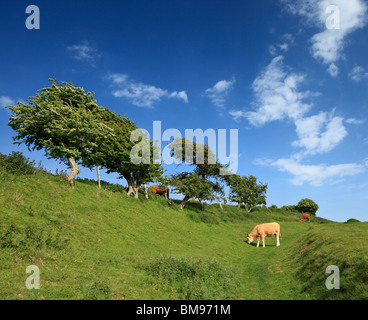 Rinder weiden. Stockfoto