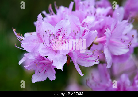 Rhododendron | Rhododendron Spec. Stockfoto