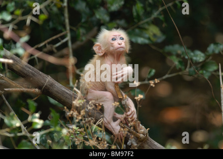 Baby stumpf-tailed Macaque (Macaca Arctoides) in Pala-U Nationalpark, Thailand Stockfoto