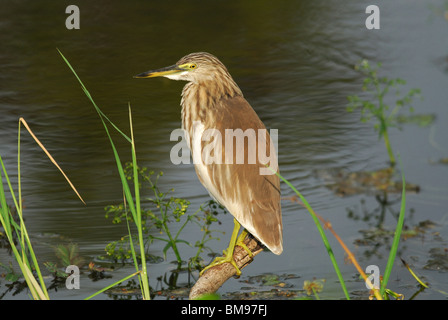 Indischen Teich Heron (Ardeola Grayii) in Yala West National Park, Sri Lanka Stockfoto