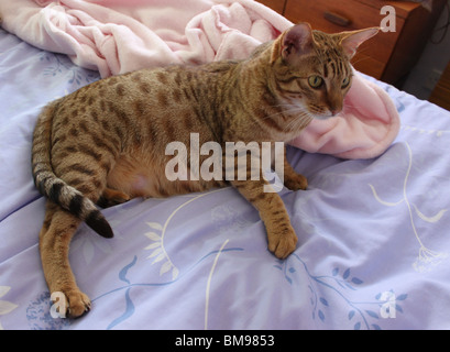 Schwangere entdeckt Schokolade Ocicat Katze wartet auf die Geburt Stockfoto