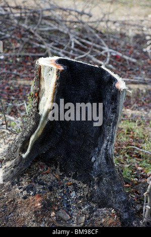 Detail der Holzkohle verbrannt Wald nach Brandkatastrophe Stockfoto