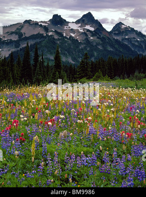 Mount Rainier Nationalpark, WA Morgennebel abheben eine Wiese der alpinen Wildblumen auf Mazama Ridge " Stockfoto