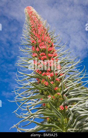 Riesige Bugloss oder Echium Wildpretti gegen den blauen Himmel Stockfoto