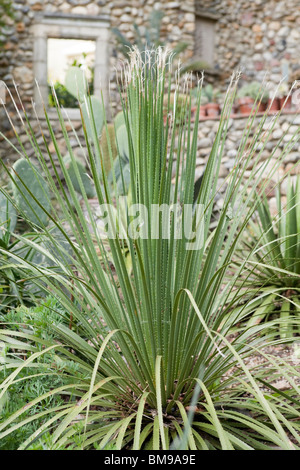 Dasylirion Wheeleri (Wüste Löffel) gemeinsame Sotol Stockfoto