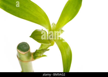 Lucky Bamboo mit weißem Hintergrund Stockfoto