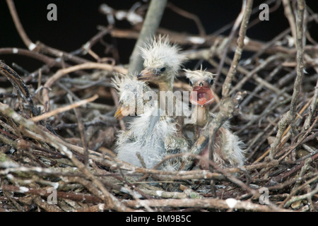 Drei Silberreiher Küken einen Tag nach dem Schlupf Stockfoto