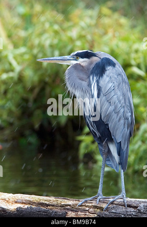 Ein Great Blue Heron thront auf einem Baumstamm in einem späten Herbst Schneesturm am Central Park Schildkrötenteich Stockfoto