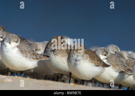 Eine Herde von schlafenden Alpenstrandläufer im Winterkleid huddle zusammen an einem kalten Novembermorgen Stockfoto