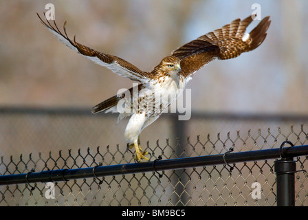 Rot - angebundener Falke die Flucht aus einem Maschendrahtzaun Stockfoto