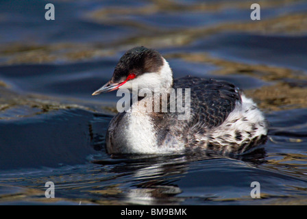 Erwachsenen Ohrentaucher in nicht-Zucht Gefieder auf dem Wasser schwimmen. Stockfoto