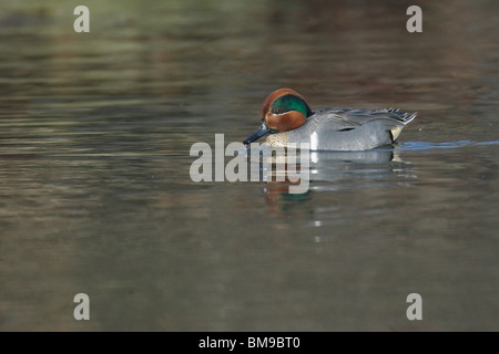 Erwachsene männliche grün – Winged Teal im Wasser schweben Stockfoto