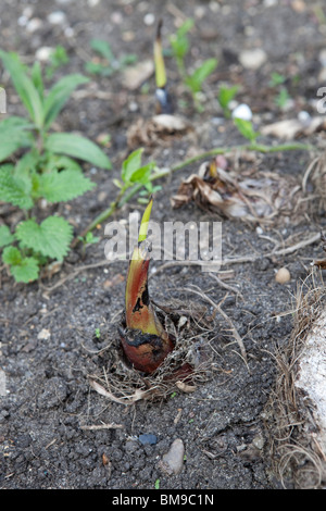 Musa Basjoo Banane Welpe, nachdem Frost Schaden im Winter die Hardy Wurzeln Push-up-neue Welpen. Stockfoto