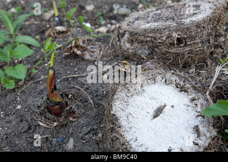 Musa Basjoo Banane Welpe, nachdem Frost Schaden im Winter die Hardy Wurzeln Push-up-neue Welpen. Stockfoto