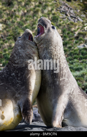 2 riesigen männlichen elephant Seal Beach Masters aufrecht zusammen, lehnte sich auf Strand Mund weit geöffnet, als ob Singen, Spielen, reden Südgeorgien Antarktis Stockfoto