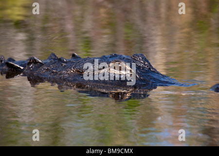 Nahaufnahme des Auges und Reflexion des vom Aussterben bedrohten Alligator schwimmen in ruhigen Gewässern des Everglades National Park Florida USA Stockfoto