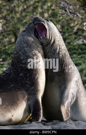 2 Große erwachsenen männlichen Seeelefanten aufrecht auf schwarzer Sandstrand kämpfen mit offenem Mund Zähne Gold Harbour, South Georgia Island in der Antarktis Stockfoto