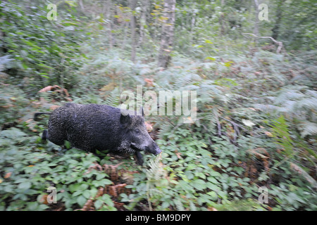 Wildschwein (Sus Scrofa) läuft in einem Wald im Sommer Belgien Stockfoto