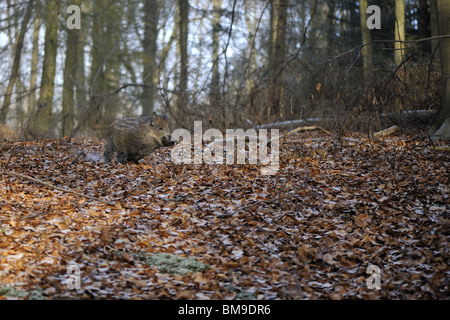 Junges Wildschwein (Sus Scrofa) 4 Monate alt in einem Wald im Winter laufen Stockfoto