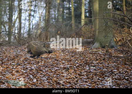 Junges Wildschwein (Sus Scrofa) 4 Monate alt in einem Wald im Winter laufen Stockfoto