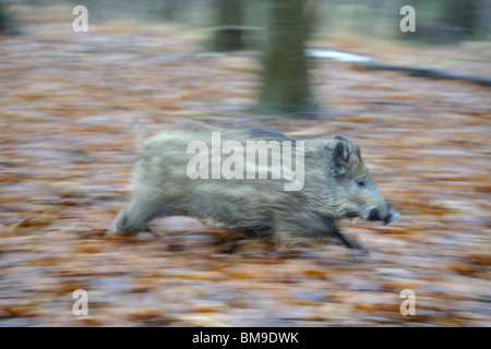 Junges Wildschwein (Sus Scrofa) 4 Monate alt in einem Wald im Winter laufen Stockfoto