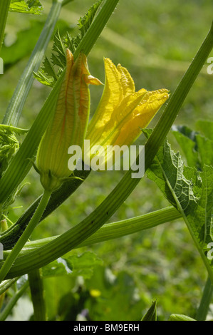 Blüten der Zucchini (Cucurbita Pepo) in einem Gemüsegarten Stockfoto