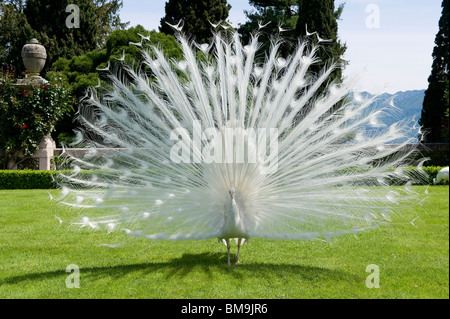 Weißer Pfau auf Isola Bella, Lago Maggiore, Italien Stockfoto