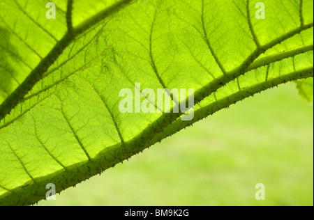 Gunnera Blatt Stockfoto